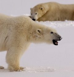 Live From Churchill: Nov 7, 2009