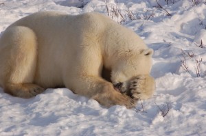 Report from Churchill: October 28, 2010