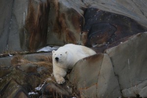Report from Churchill: October 23, 2010