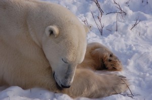 Report from Churchill: October 30,2010