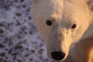 Churchill polar bear.