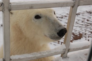 Churchill polar bear.