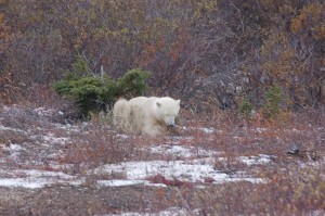 Churchill polar bear.