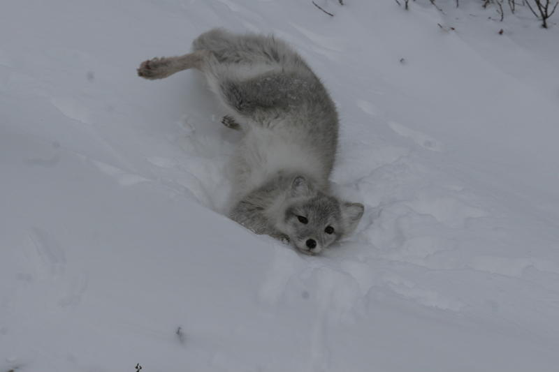 Arctic fox in Churchill, MB.