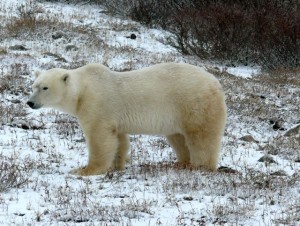 Churchill polar bear.