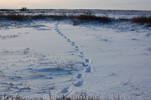 Churchill polar bear tracks.