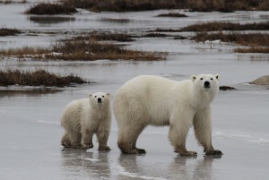 Churchill polar bear mom and cub.