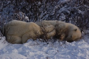 Sow and cub polar bear nursing.