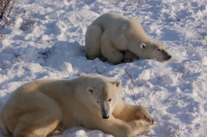 Churchill polar bears.