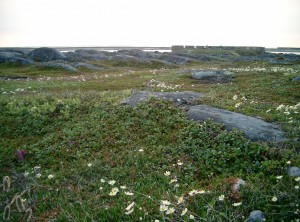 Churchill wildflowers.