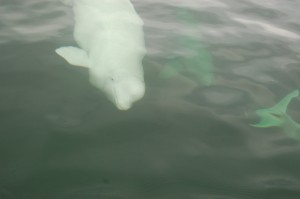 Churchill beluga whale.