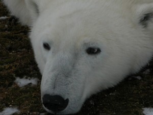 Churchill polar bear.