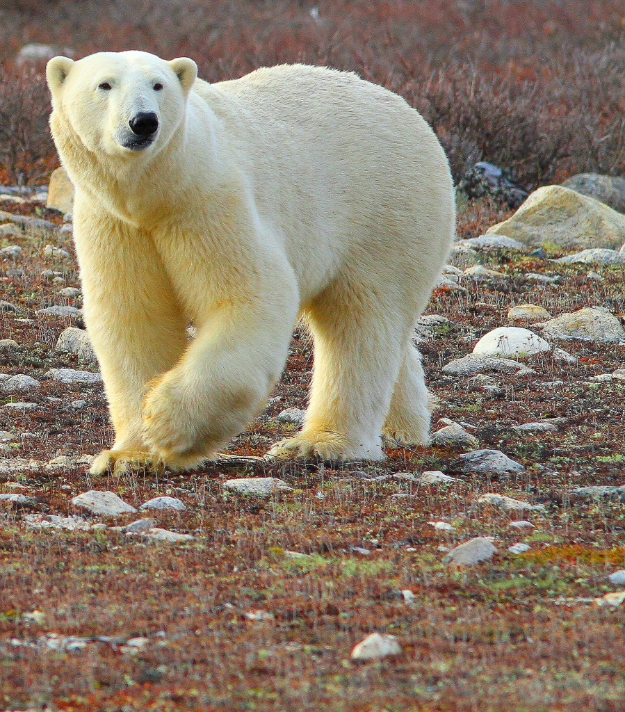 polar bear image.