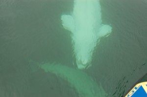 Beluga whale under water,