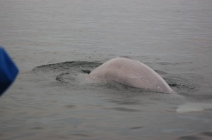 Beluga hump in the Churchill River.