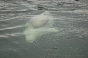 Mother with beluga calf in Churchill River.