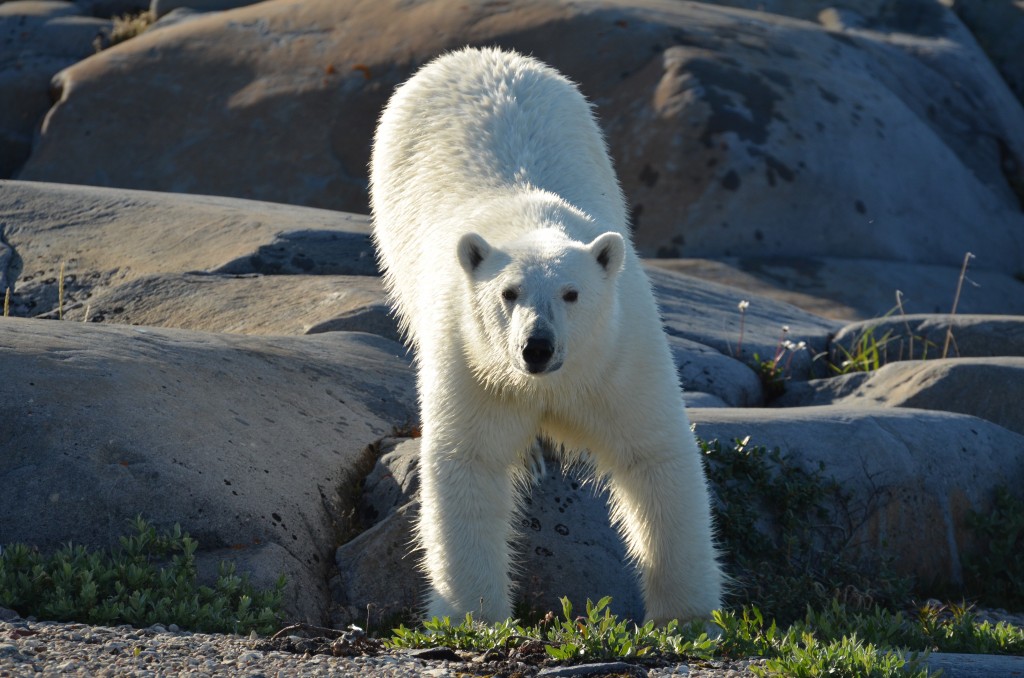 Summer polar bear in Churchill.