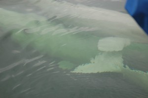 Beluga sow with calf.