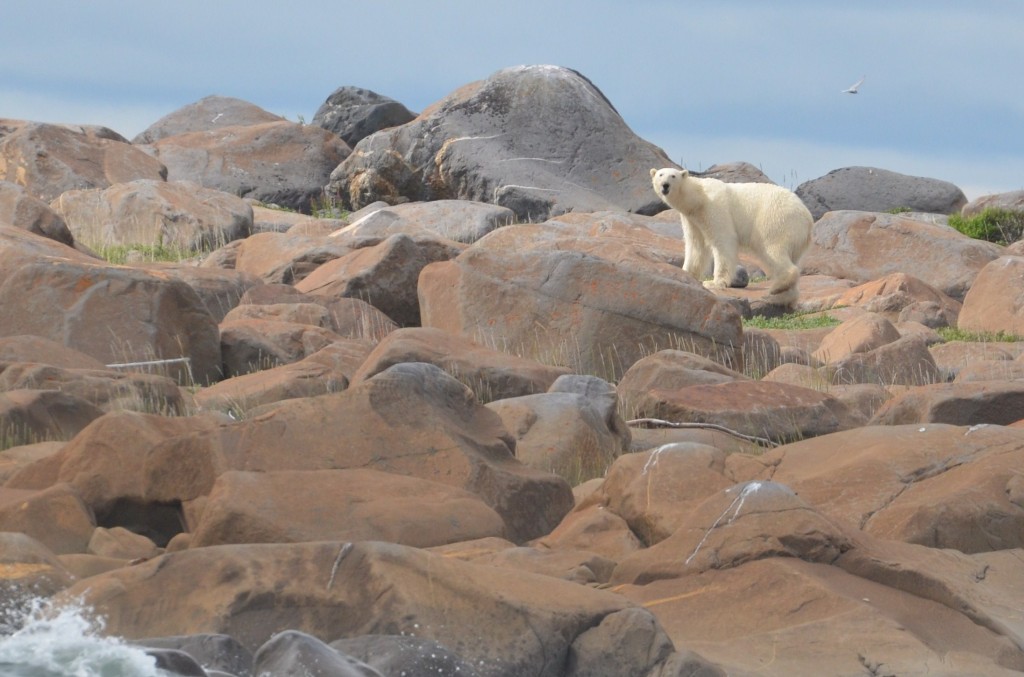 Polar bear on the rocks at Eskimo Point.