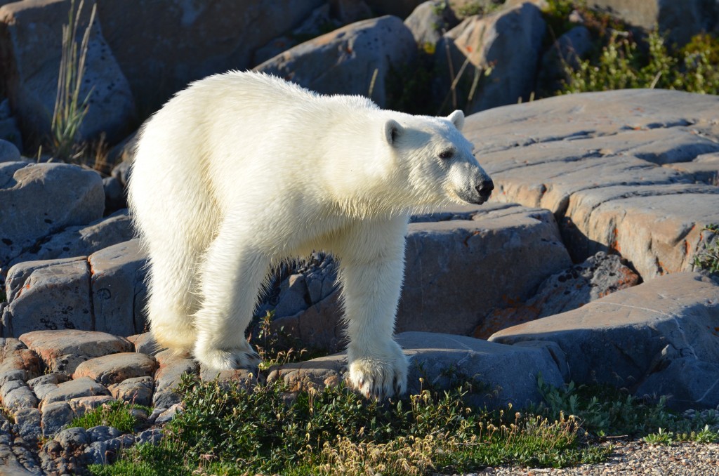 Summer polar bear in Arctic.