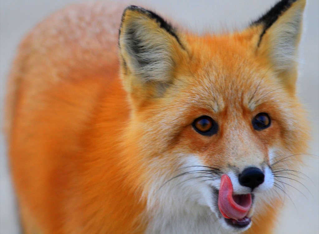 Red fox in Churchill, MB.