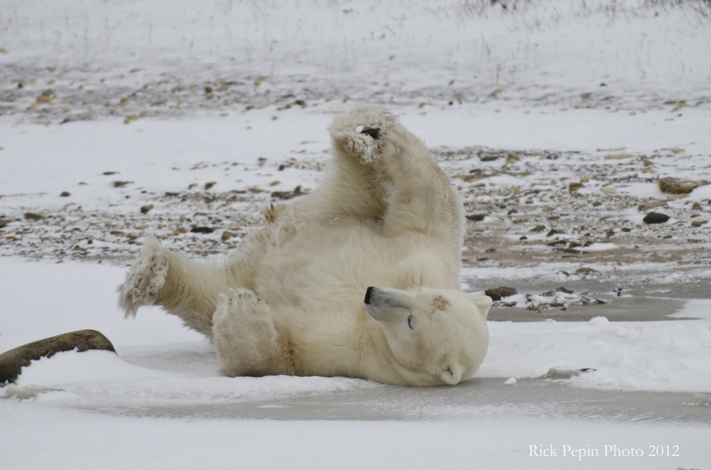 Polar bear frolicking on the snowy tundra.