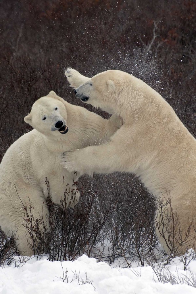 Two sparring bears near the tundra lodge.