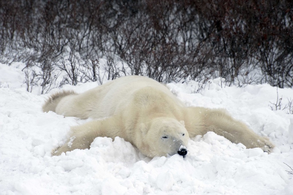 A polar bear chills in the snow.