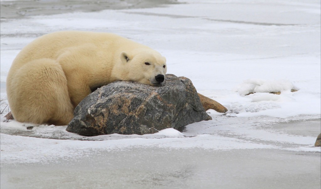 Sleeping polar bear on the tundra.