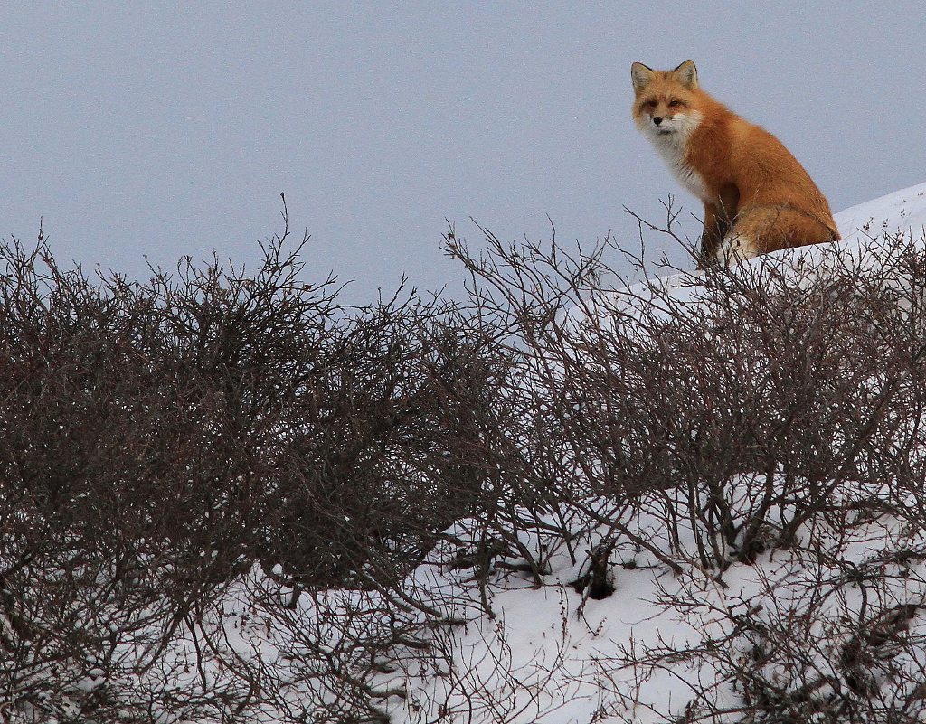 Red fox in the willows. Churchill,Mb