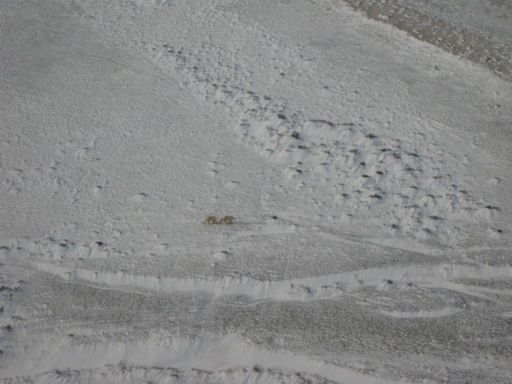 Two polar bears near the Hudson Bay coast.