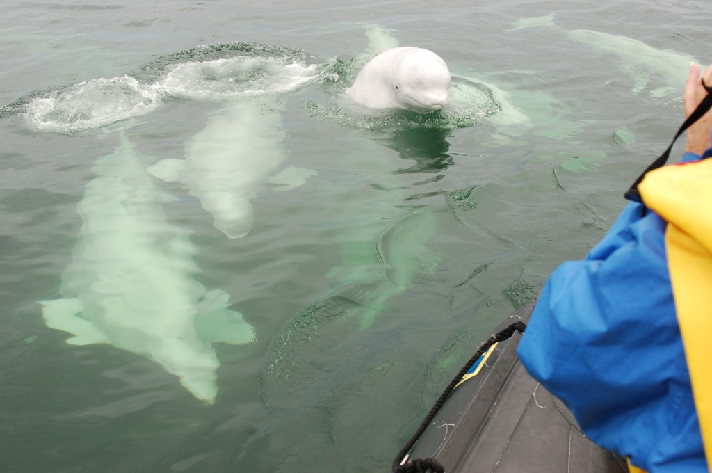 Beluga whales rarely spyhop but do come out of water when swimming.