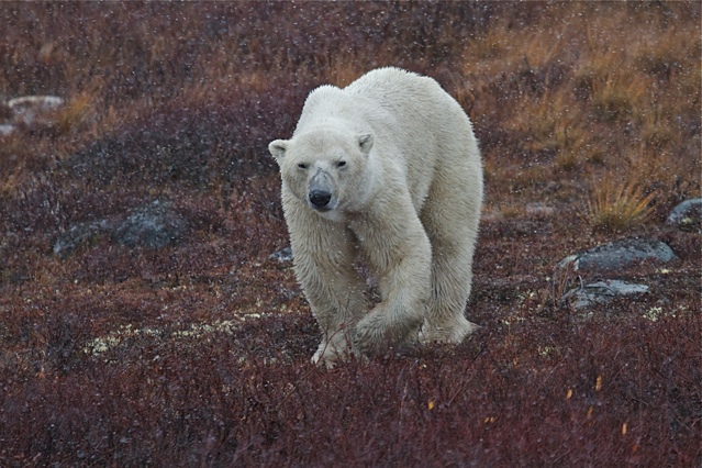 Polar bear in the mist.