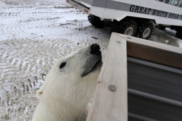 Polar bear sniffing a polar rover in Churchill, Manitoba.