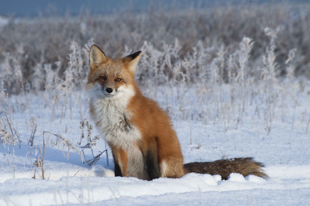 Gorgeous red fox on the tundra. COlby Brokvist photo.