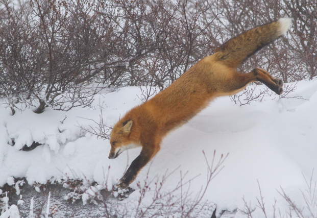 Red fox on tundra in Churchill, MB