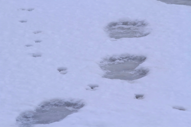 Polar bear neck cam