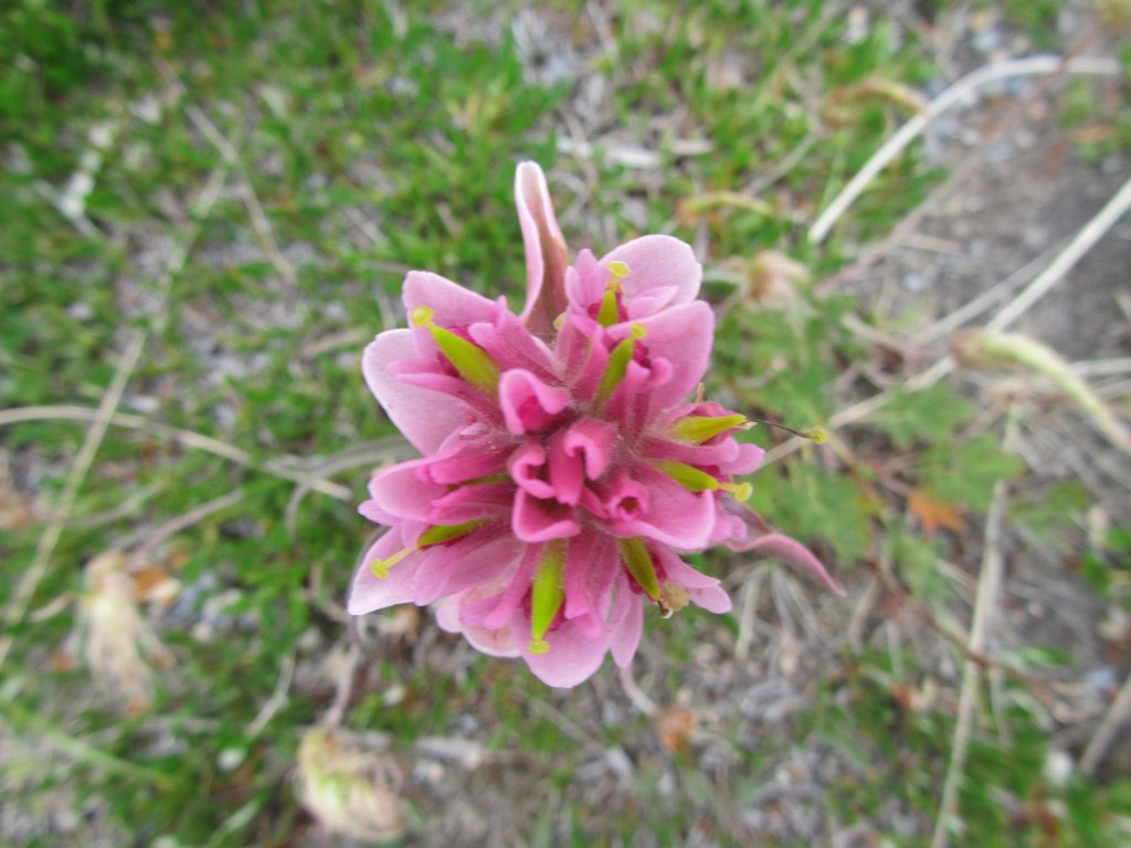 Wildflowers in Churchill, Manitoba.