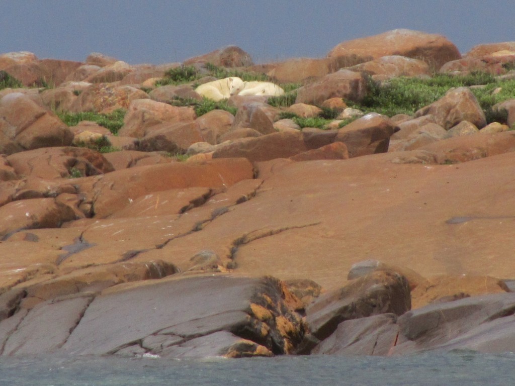 Polar bears sleeping in the rocky coastline of Churchill, Manitoba.