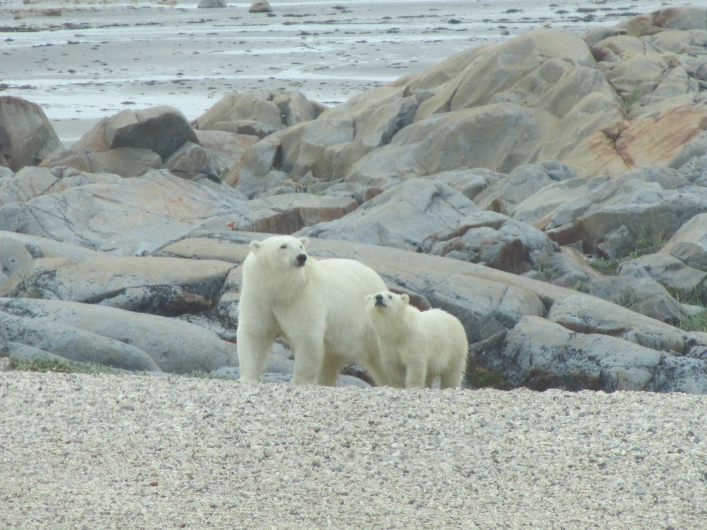 Polar bear sow and cub out near Halfway Point. Stephanie Fernandez photo.