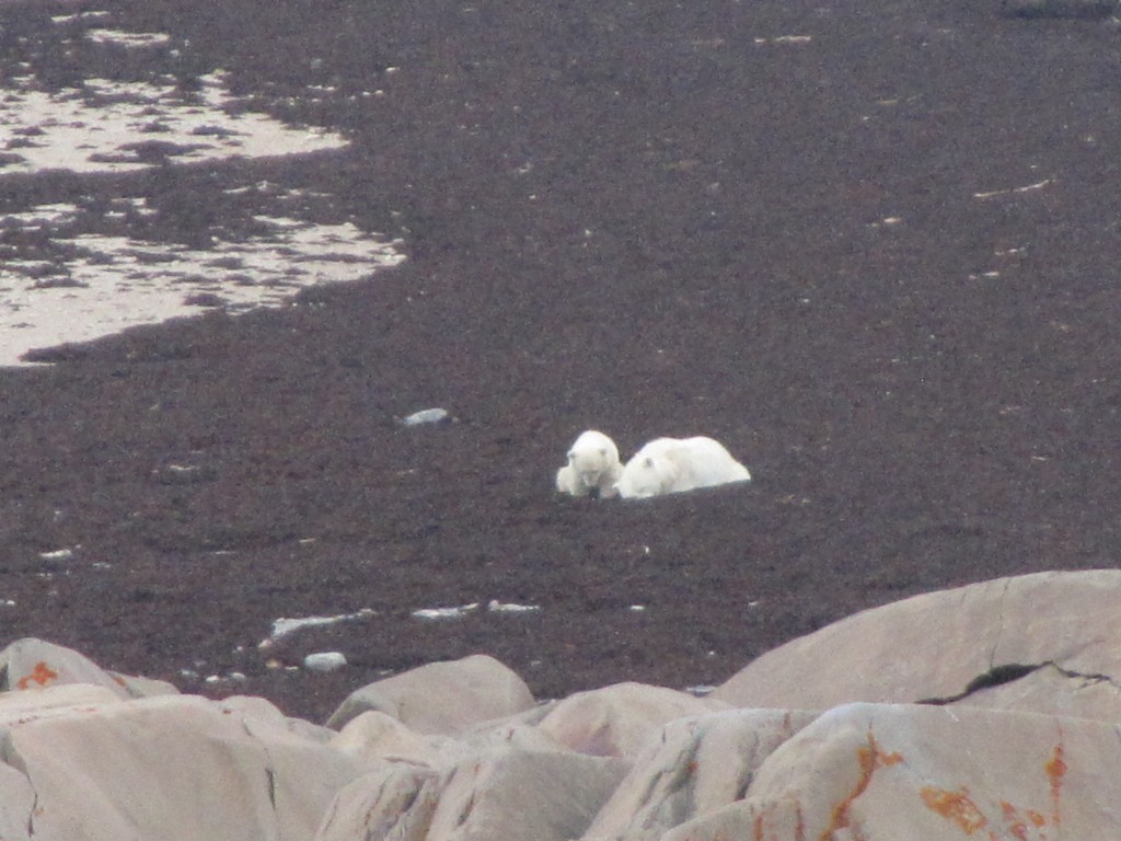 Polar bear sow and cub in the Hudson Bay. Stephanie Fernandez photo.