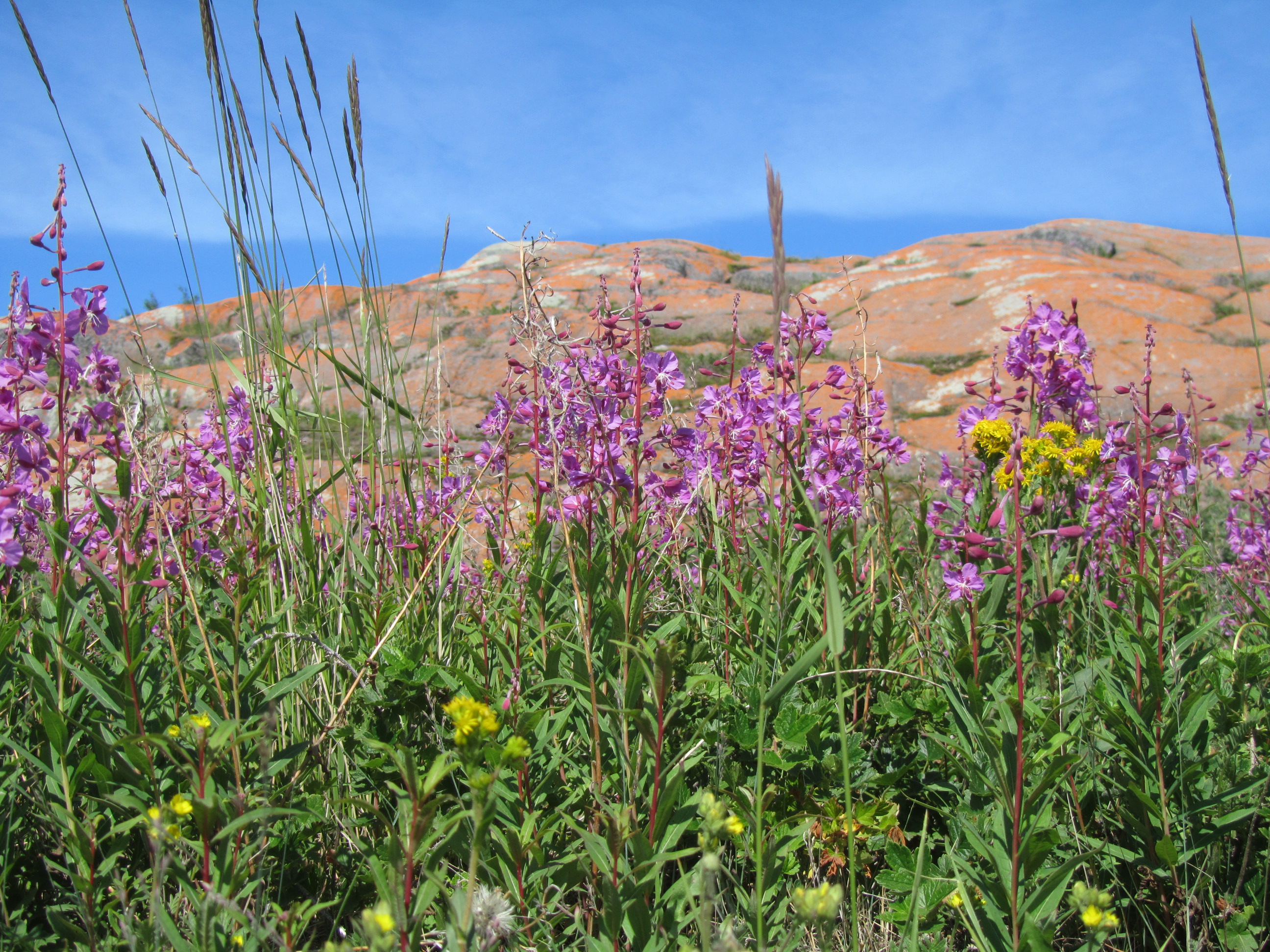 Churchill Sunday Photos – Arctic Summer