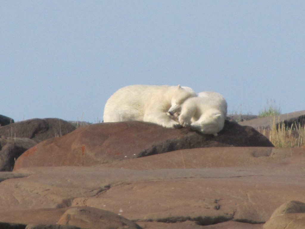 Polar bear mom and cub on the rocks in Churchill, Manitoba.