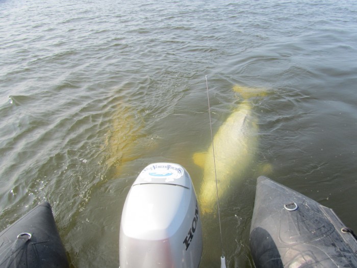 Beluga Whales Communicate - Churchill Polar Bears