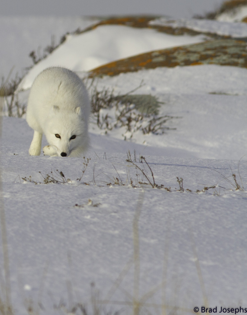 Arctic fox sniffing the tundra for prey in Churchill, Manitoba.