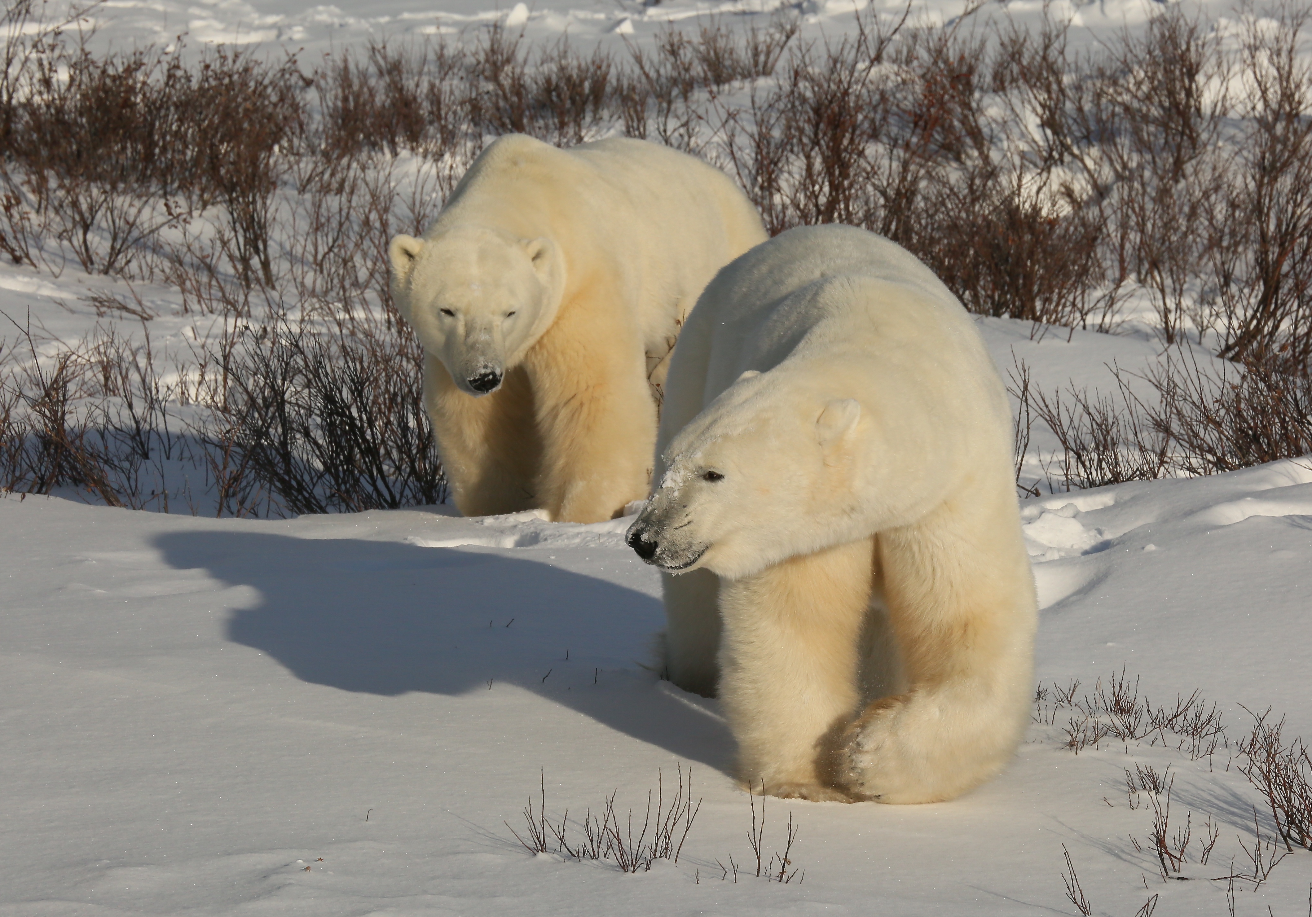 Report from Churchill: October 14, 2010