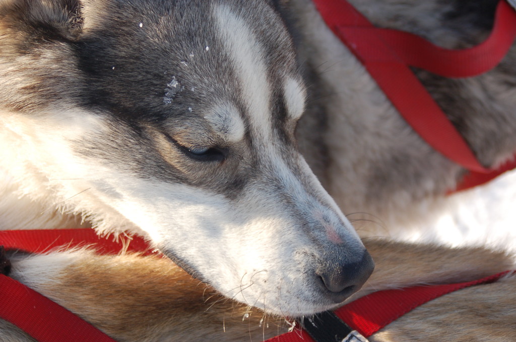 Sled dog taking a quick rest between runs in Churchill, Manitoba.