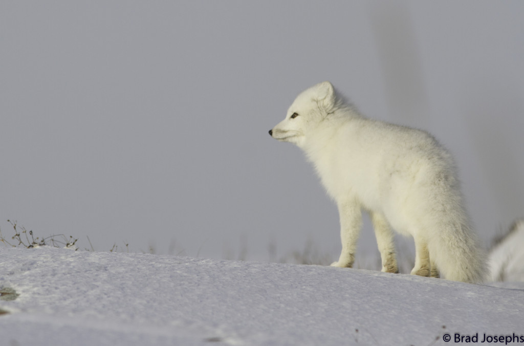 Arctic fox on the tundra in Churchill, Manitoba.