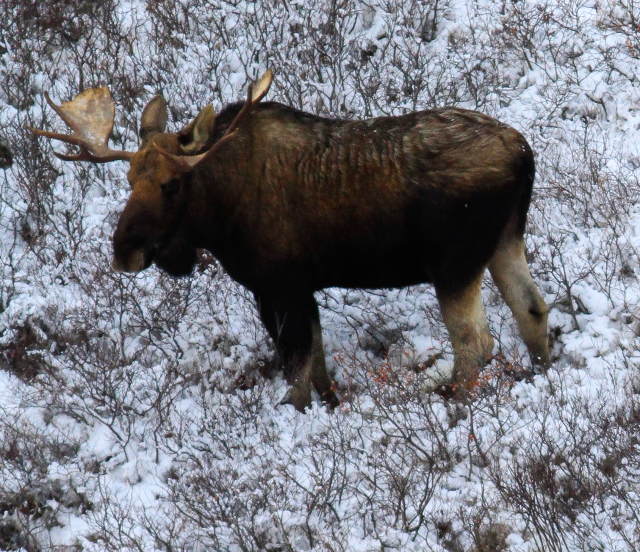 Five “Other” Animals You Could See In Churchill