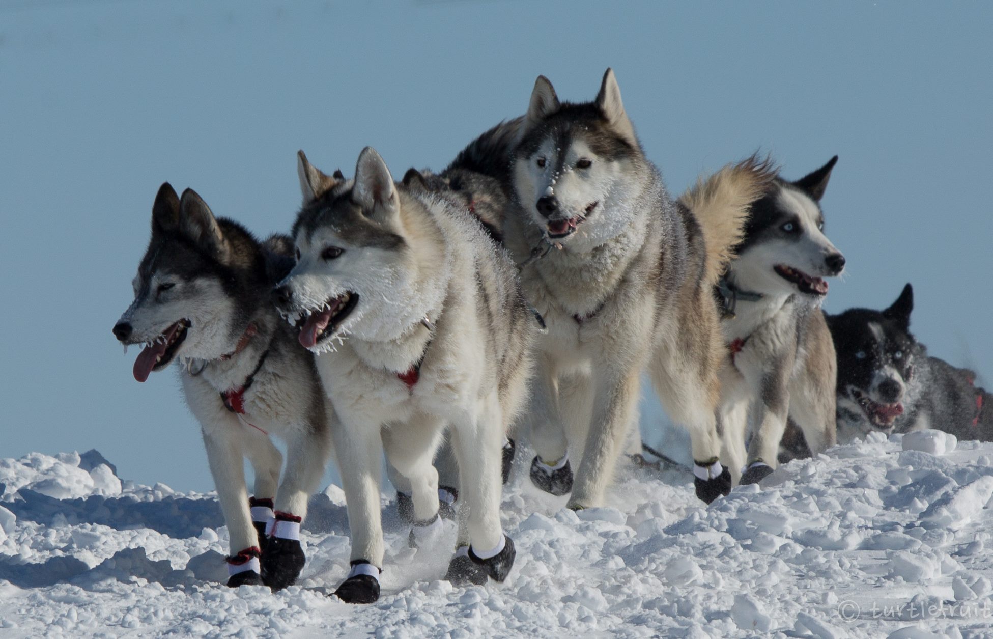 Churchill Video of the Week-Hudson Bay Quest